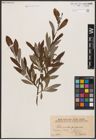 Foto von Salix aurita L. x Salix purpurea L.